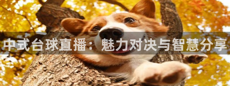 山猫免费直播吧：中式台球直播：魅力对决与智慧分享
